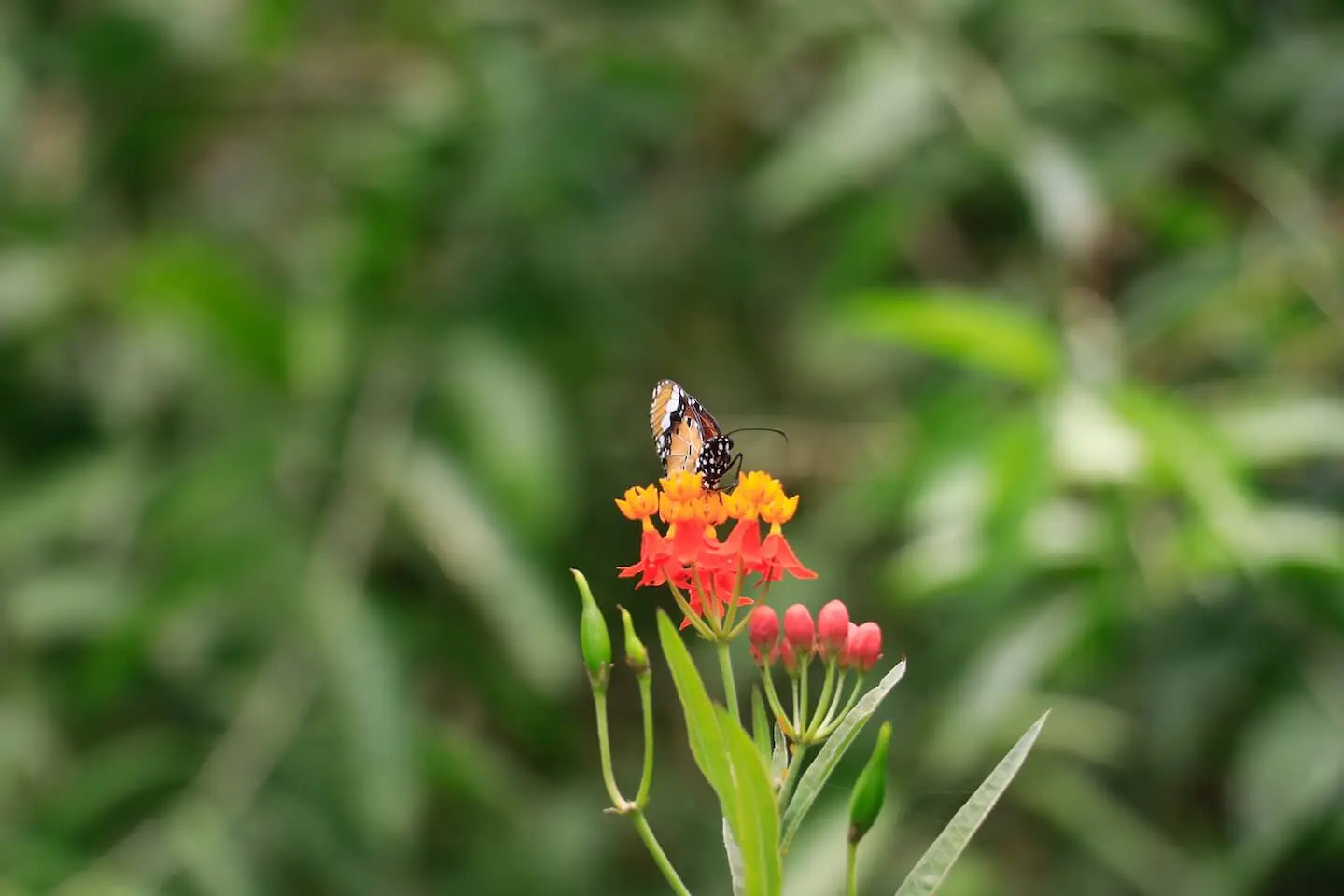 Butterfly Garden